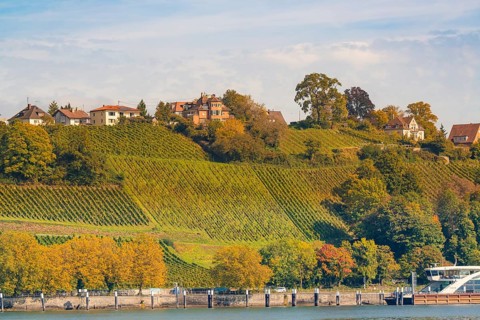 Hills with vineyards and houses in autumn, river in the foreground, Meersburg, Lake Constance,