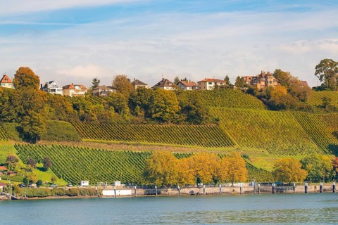 Vineyards stretch over hills with houses, river in the foreground, Meersburg, Lake Constance,