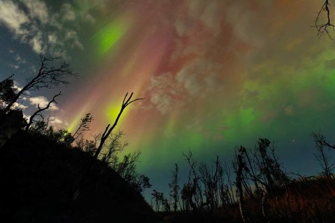 Aurora Borealis over polar birches and the shining moon in northern Sweden near Björkliden at Lake