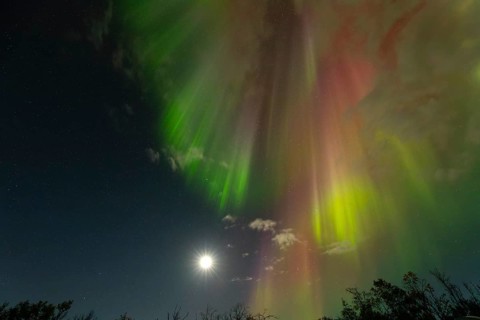 Aurora Borealis over the polar birches and the shining moon in northern Sweden near Björkliden at
