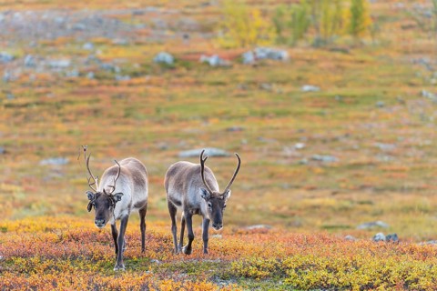 Reindeer herd at Abisko National Park in the colourful autumn of Lapland below Lapporten,
