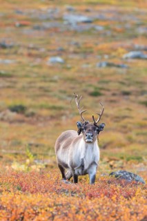 Bast hangs, reindeer at Abisko National Park in the colourful autumn of Lapland below Lapporten,