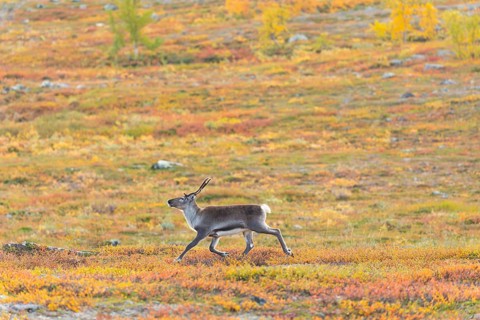 Reindeer running at Abisko National Park in the colourful autumn of Lapland below Lapporten,