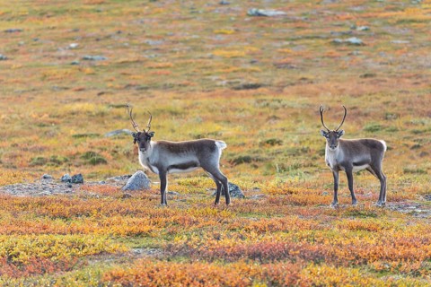 Reindeer at Abisko National Park in the colourful autumn of Lapland below Lapporten, Cuonjávággi