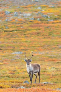 Reindeer at Abisko National Park in the colourful autumn of Lapland below Lapporten, Cuonjávággi