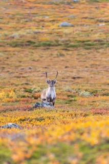 Reindeer looks, at Abisko National Park in the colourful autumn of Lapland below Lapporten,