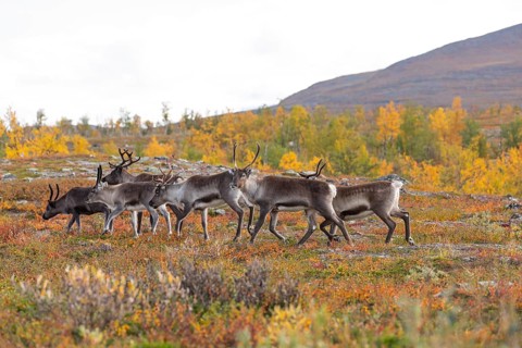 Reindeer herd at Abisko National Park in the colourful autumn of Lapland below Lapporten,
