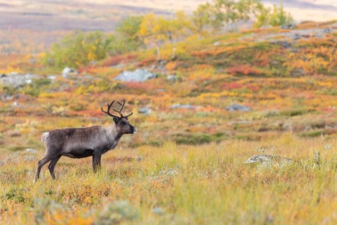 Reindeer at Abisko National Park in the colourful autumn of Lapland below Lapporten, Cuonjávággi