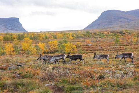 Reindeer herd at Abisko National Park in the colourful autumn of Lapland below Lapporten,