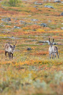 Reindeer at Abisko National Park in the colourful autumn of Lapland below Lapporten, Cuonjávággi