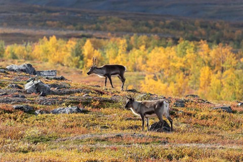 Reindeer at Abisko National Park in the colourful autumn of Lapland below Lapporten, Cuonjávággi