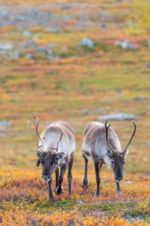 Two reindeer at Abisko National Park in the colourful autumn of Lapland below Lapporten,