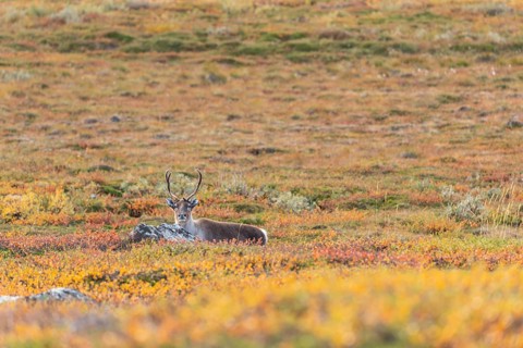 Reindeer at Abisko National Park in the colourful autumn of Lapland below Lapporten, Cuonjávággi