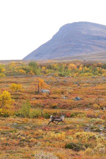 Reindeer herd at Abisko National Park in the colourful autumn of Lapland below Lapporten,