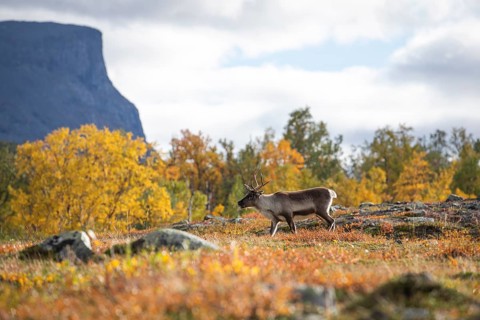 Rentie at Abisko National Park in the colourful autumn of Lapland below Lapporten, Cuonjávággi