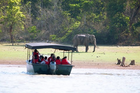 Asian elephant (Elephas maximus) in Nagarahole National Park, in front blurred a safari boat on the