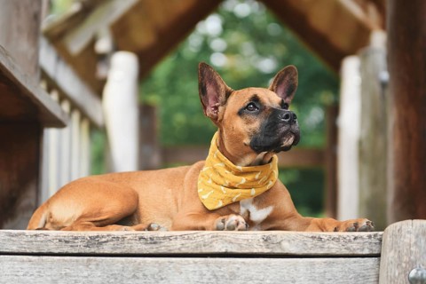 Cute Brown French Bulldog mix dog lying down on wooden plank wearing yellow neckerchief