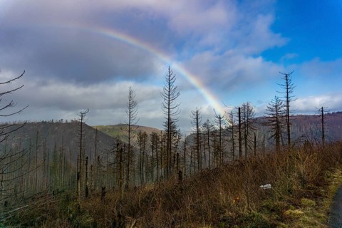 Rainbow over dead trees in the Harz National Park near Ilsenburg, Lower Saxony, Germany
