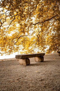 Empty wooden bench under golden autumn leaves in the sunlight by the lake, Mainau Island, Lake
