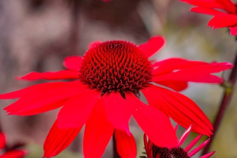 Macro photograph of a bright red flower with many petals in detail, Mainau Island, Lake Constance,