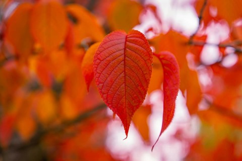 Close-up of bright red leaves in autumn light, Mainau Island, Lake Constance, Germany