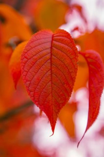Close-up of bright red leaves in autumn light, Mainau Island, Lake Constance, Germany