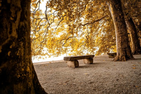 Lonely park bench under trees, golden autumn light and quiet atmosphere, Mainau Island, Lake