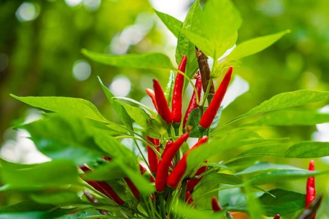Red peppers growing amidst green leaves in the garden, Pepperoni House, Flower Island Mainau, Lake