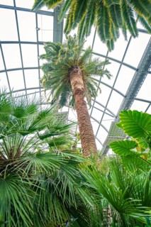 View of tall palm trees under a glass greenhouse roof, Pepperoni Haus, Mainau flower island, Lake