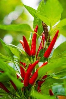 Close-up of red chilli peppers on a plant, Pepperoni House, Mainau Flower Island, Lake Constance,