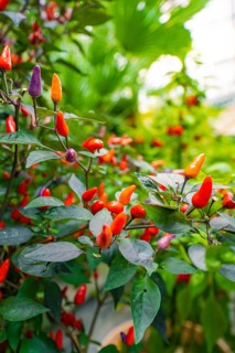 Various colourful chilli peppers on green plants, Pepperoni House, Flower Island Mainau, Lake