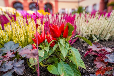 Colourful garden with red peppers and flower-bed in a flower bed, Pepperoni House, Mainau Flower
