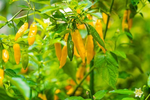 Yellow chilli peppers on a bush with green leaves, Pepperoni House, Flower Island Mainau, Lake