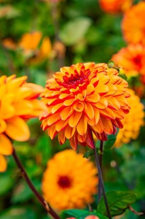 Bright red and orange dahlia flower in close-up, surrounded by colourful blossoms, Mainau Island,