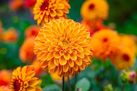 Vivid orange dahlia flowers stand in the foreground of a colourful garden, Mainau Island, Lake