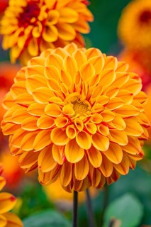 Macro photograph of a bright orange dahlia flower in full bloom in the garden, Mainau Island, Lake