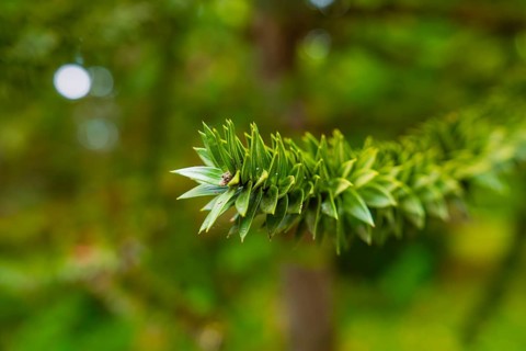 Close-up of a green, needle-like leaf in front of a blurred natural background, Mainau Island, Lake