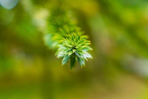 Detailed focussed image of a green branch in front of a blurred green background, Mainau Island,