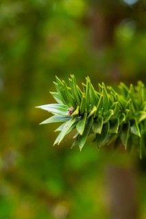 Focussed plant shot with clear background bokeh and vivid green tones, Mainau Island, Lake