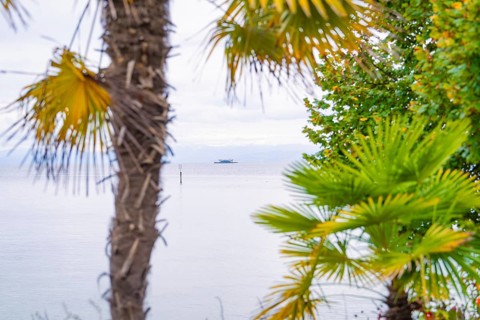 Palm trees and vegetation on the lake, a boat in the water spreads holiday feelings, Mainau Island,