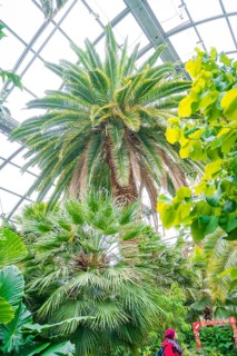 Tropical atmosphere in a greenhouse with tall palm trees under a glass roof, Mainau Island, Lake