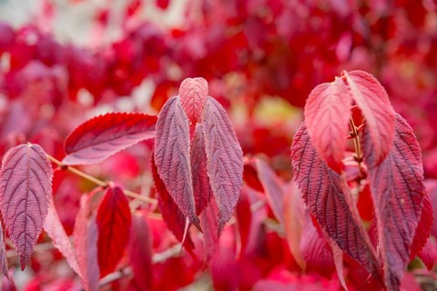 Detailed depiction of red autumn leaves with a soft background, Mainau Island, Lake Constance,