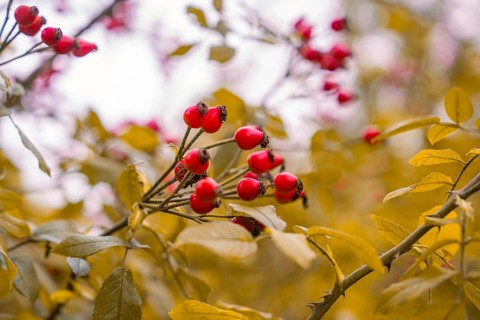 Red rose hips on bushes surrounded by yellow leaves in an autumnal mood, Mainau Island, Lake