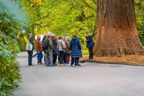 Group of people in a park listening to a tree guide around a large tree, Mainau flower island, Lake