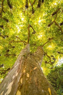 Perspective from below on a tree with green leaves, interspersed with sunlight, Mainau flower
