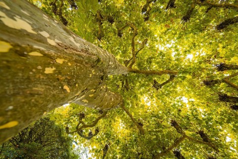 View from below of a tree with yellow illuminated leaves in the sunlight, Mainau flower island,