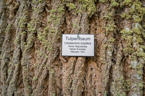 Close-up of a tulip tree trunk with plaque about the tree species and moss growth, Mainau flower