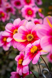 Close-up of pink dahlia flower-bed with yellow accents in a dense flower bed, Mainau flower island,