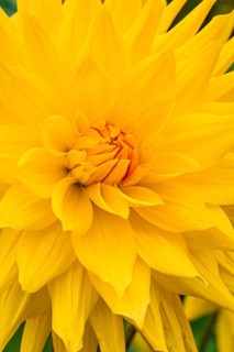 Large bright yellow flower with soft petals, Mainau flower island, Lake Constance, Germany