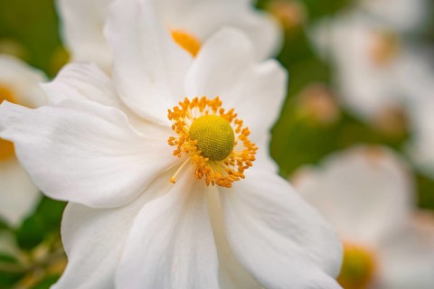 White flowers with yellow centre in a green setting, Mainau flower island, Lake Constance, Germany
